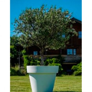 Olivenbaum-im-Gartentopf.jpg